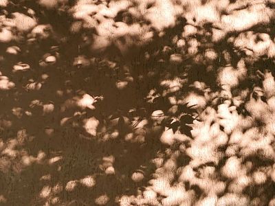 Abstract shadows of leaves on a white wall studio